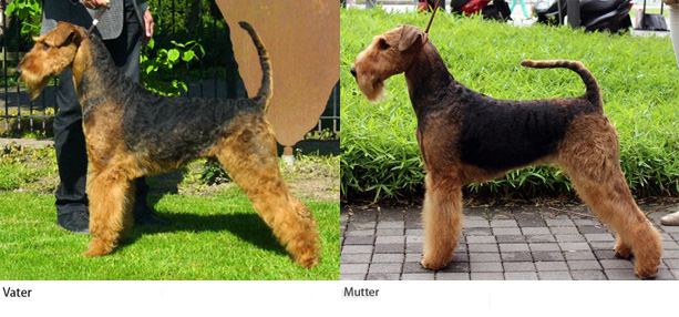 Airedale Terrier Eltertiere